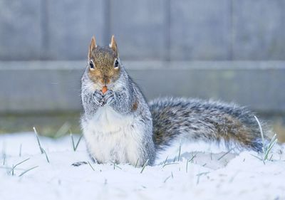 Squirrel on snow covered land