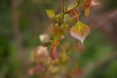 Close-up of plant in autumn leaves