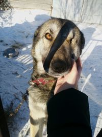 Close-up of hand holding dog