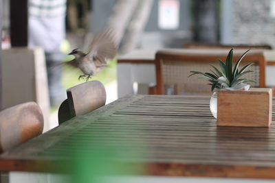 bird