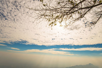 Low angle view of bare tree against sky