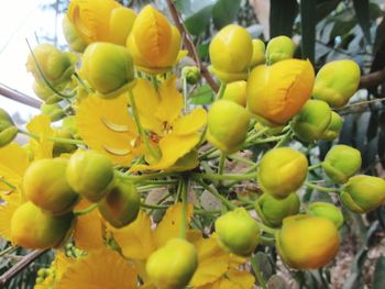 Close-up of yellow flowers