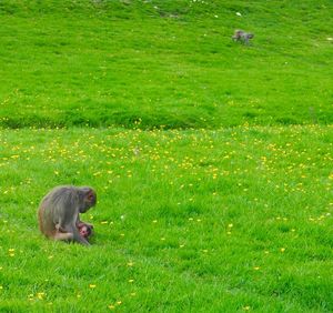 Monkey with infant on grassy field