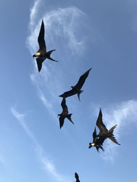 Low angle view of airplane flying against sky