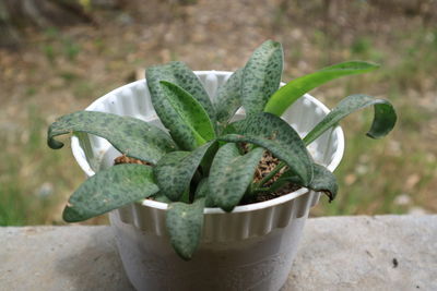 Close-up of succulent plant in pot