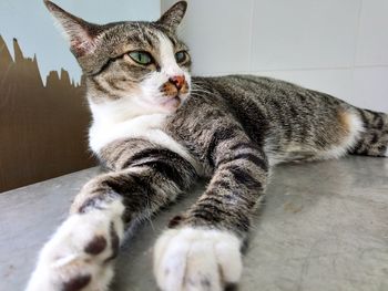 Close-up of a cat looking away