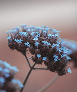 Close-up of purple flowering plant