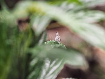 Close-up of insect on plant