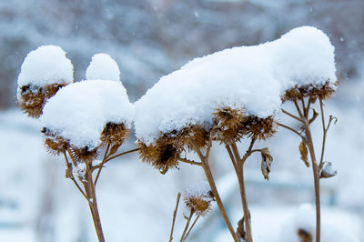 Close-up of snow covered plants against trees