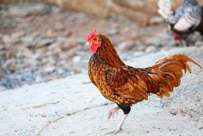 Close-up of rooster on rock