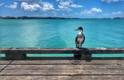 Heron bird perching on wood against sea