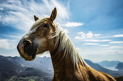 View of a horse on mountain against sky