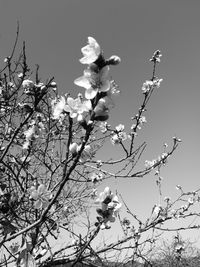 Low angle view of flowers blooming on tree against clear sky