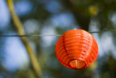 Lantern in the yard on the tree bokeh background, night and warm light, hanging lanterns