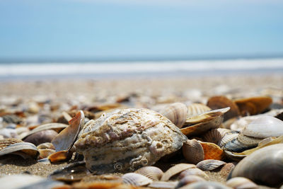 Close-up of shells on beach