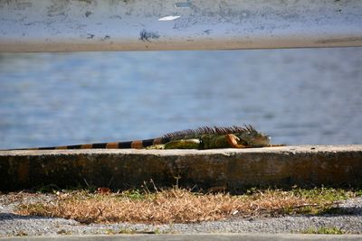 Iguana sunning along the side of the road with water in background