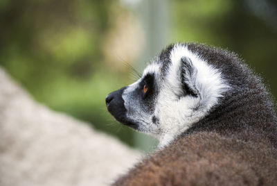 animal