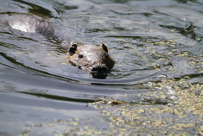 High angle view of nutria swimming in lake