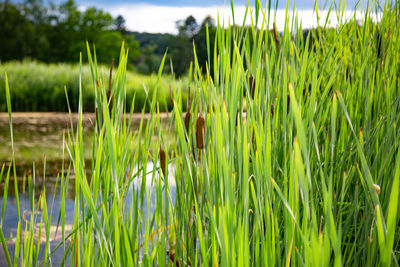 Close-up of grass growing in field