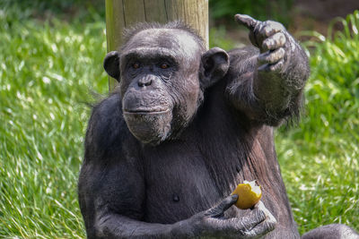 Close-up of chimpanzee having food