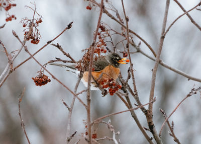 American robin eating hawthorne berries.