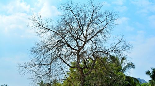 Low angle view of tree against sky