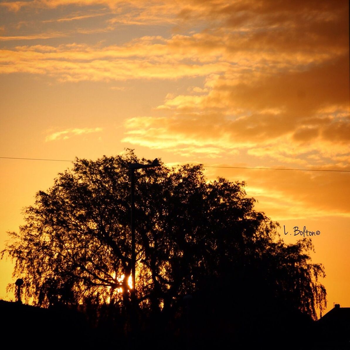 sunset, tree, nature, orange color, silhouette, sky, growth, beauty in nature, no people, outdoors, cloud - sky, scenics