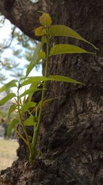 Close-up of insect on plant