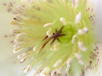 Close-up of flowers