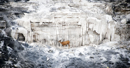 Deer standing on rock formation