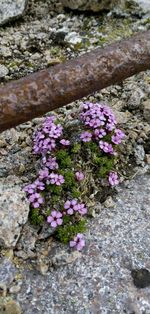 Close-up of purple flowers