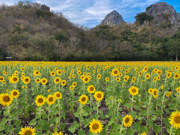 Scenic view of sunflower field against sky