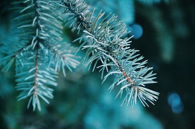 Close-up of plant against blurred background