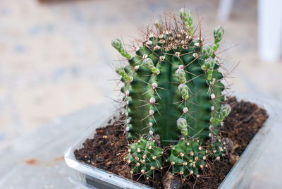 High angle view of succulent plant on field