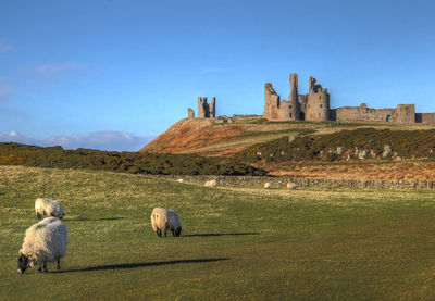 Sheep on field against clear sky