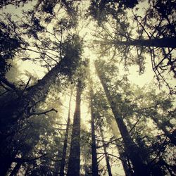 Low angle view of trees