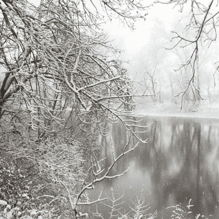 bare tree, tree, branch, water, fog, tranquility, foggy, nature, weather, tranquil scene, beauty in nature, scenics, tree trunk, lake, day, season, outdoors, forest, growth, reflection