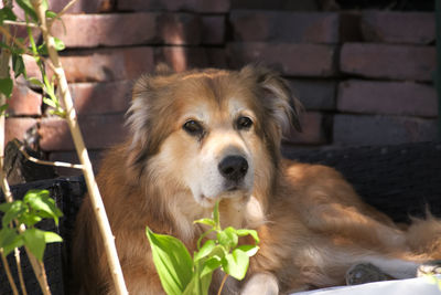 Close-up portrait of dog relaxing outdoors