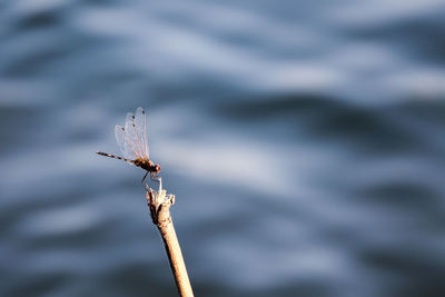 Close-up of damselfly on leaf