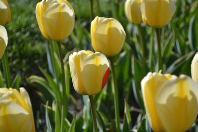Close-up of yellow flowers blooming in field