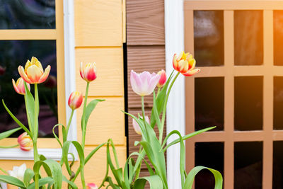 Close-up of tulips against window