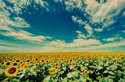 Sunflower field against sky