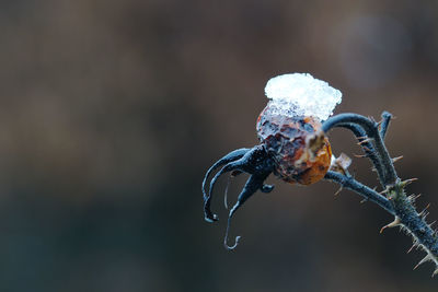 Close-up of crab on snow