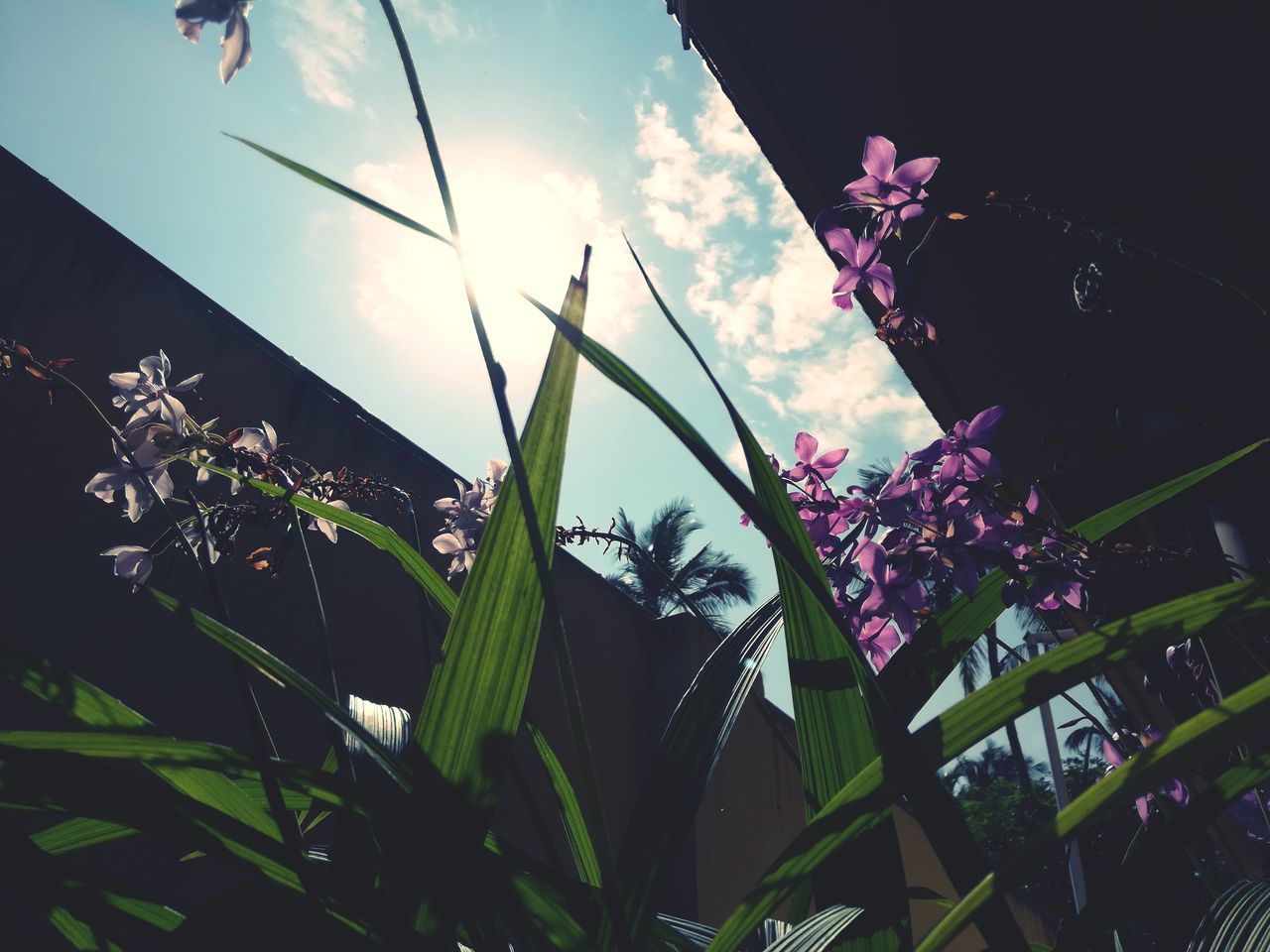 LOW ANGLE VIEW OF PURPLE FLOWERING PLANT AGAINST SKY