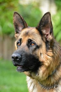 Close-up portrait of a dog