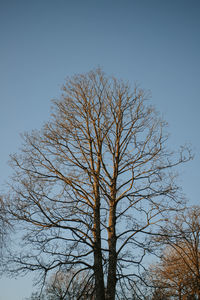 Low angle view of bare tree against clear blue sky