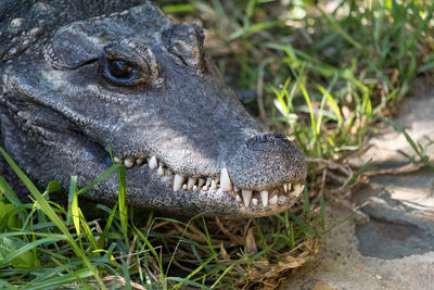 Close-up of an animal on grass