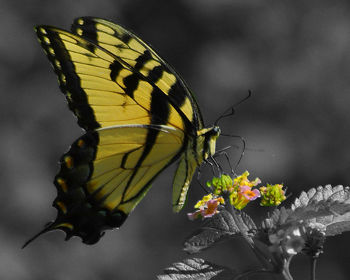 Close-up of butterfly pollinating on yellow flower