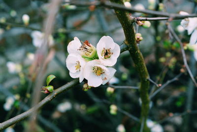 Close-up of white flowers blooming