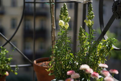 Close-up of potted plant